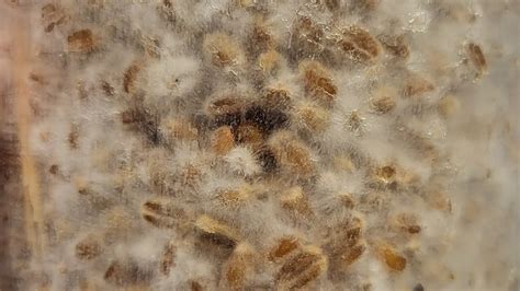 Leave the container in a dark place at room temperature. . When to transfer mycelium to substrate